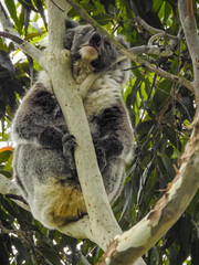 Koala Sleeping in Tree