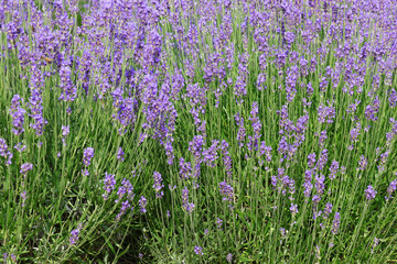 Naklejka premium lavender flower bushes in the cultivated field for the production of perfumes and essential oils