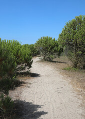 path with sand in the middle of the maritime pines in a Mediterranean area in the summer