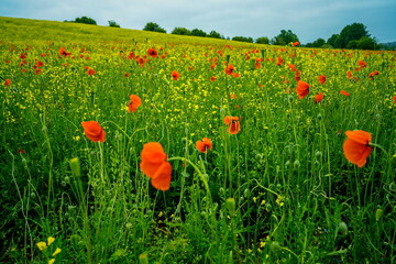 poppy field and sky