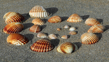 shells of various sizes with orange coloring and raised lines on the beach