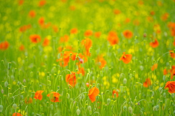 field of poppies