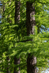 Deciduous forest in spring. Tree trunks and green young foliage in the rays of the setting sun.