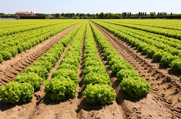 Fototapeta na wymiar green head of fresh lettuce grown in the cultivated field