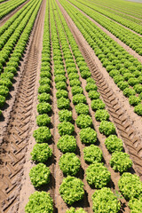 green head of fresh lettuce grown in the cultivated field