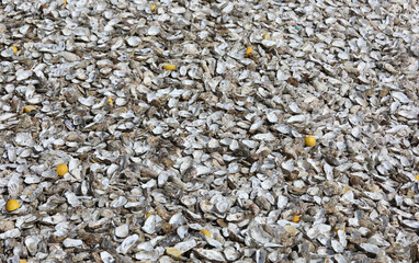 oyster shells thrown by tourists on the beach after eating them in the Cancale country in France
