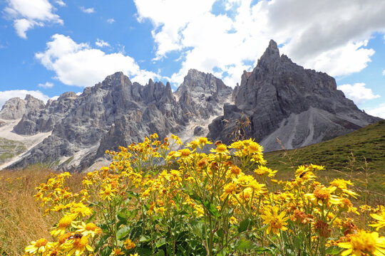 Yellow flowers of Arnica Montana and the mountains of the Dolomites in the Alps in Italy