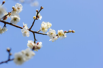 春を告げる梅の花
