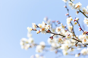 春を告げる梅の花