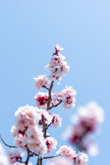 春を告げる梅の花