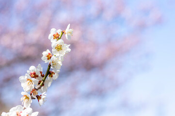 春を告げる梅の花