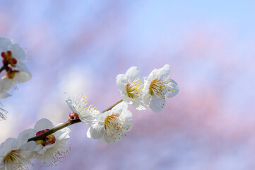 春を告げる梅の花