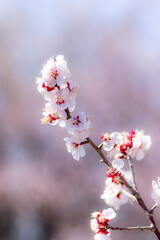 春を告げる梅の花