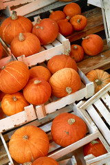 autumn harvest concept. Bunch of orange pumpkins inside wooden boxes, on wood steps stack of hay, festival, thanksgiving day, helloween. counter for sale,rural still life,agriculture, farming