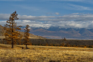 Russia. The South of Western Siberia, the Altai Mountains. Deserted autumn steppes along the North Chui mountain range with lonely trees near the village of Kurai on the Chui tract.