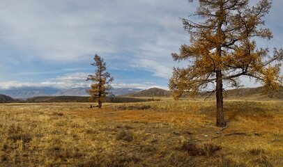 Russia. The South of Western Siberia, the Altai Mountains. Deserted autumn steppes along the North Chui mountain range with lonely trees near the village of Kurai on the Chui tract.