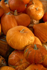 autumn harvest concept. Close up view Bunch of appetizing orange pumpkins, symbol of thanksgiving day and helloween, counter for sale,rural still life, agriculture, farming. Vertical photo, Background