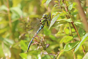 Blaugrüne Mosaikjungfer - Southern Hawker