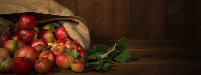 Apple harvest background banner panorama - Many colorful red ripe apples in jute sack on wooden...