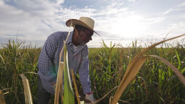 Black man farmer working with hoe in the land. sugar cane farm