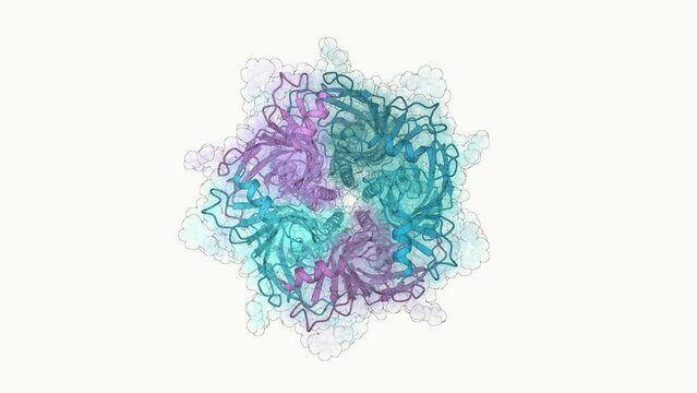 3D structure of alpha-7 nicotinic acetylcholine receptor bound to epibatidine in a desensitized state. The &alpha;7 nicotinic acetylcholine receptor plays critical roles in the central nervous system.