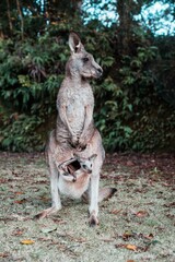 kangaroo and baby