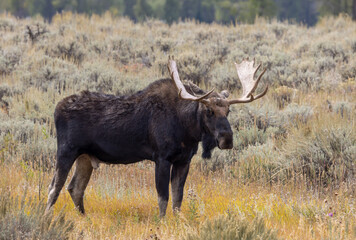 Bull Moose in Wyoming in Autumn