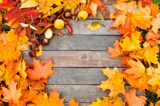 Autumn foliage on weathered wooden planks. Colorful forest fruits on wooden table. Nature decoration for thanksgiving and other seasonal message. Top view with space for text.