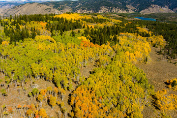 Massive Aspen grove in full autumn bloom and lake