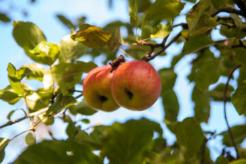 apples on tree