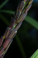 Black jasmine rice seeds Organic awakening without chemicals, soft and fragrant taste, healthy, very popular in Thailand.