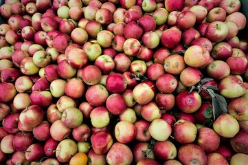 Äpfel - Reiche Apfelernte in Südtirol