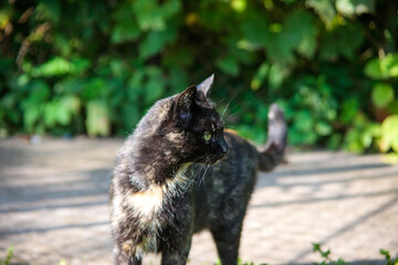 Obraz premium cat in the garden