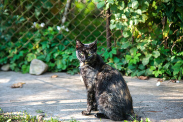 cat in the garden