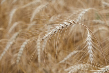 Rural landscape of a ripening harvest, Ripe wheat background close up