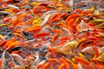 Koi fish carp crowded in pond. Top view close up