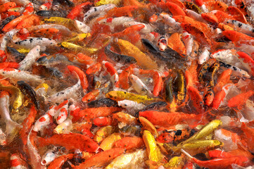 Obraz na płótnie Canvas Koi fish carp crowded in pond. Top view close up