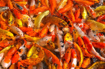 Koi fish carp crowded in pond. Top view close up