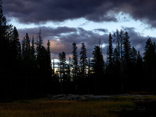 Dramatic cloudy sunset over a forest of pines