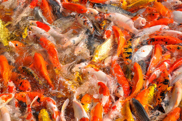 Koi fish carp crowded in pond. Top view close up