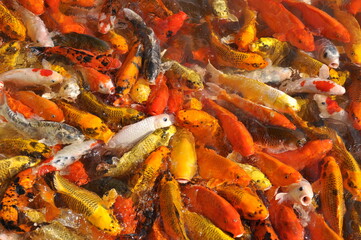 Koi fish carp crowded in pond. Top view close up