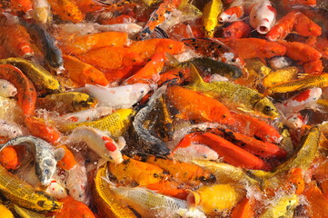 Obraz na płótnie Canvas Koi fish carp crowded in pond. Top view close up