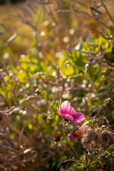 pink flowers in the garden