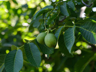Two green walnuts growing on the tree