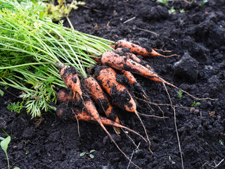 Heap of freshly harvested carrots on the soil.