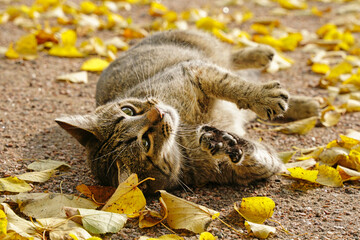 Gray cat lies in yellow autumn leaves