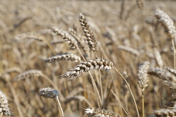 ears of wheat