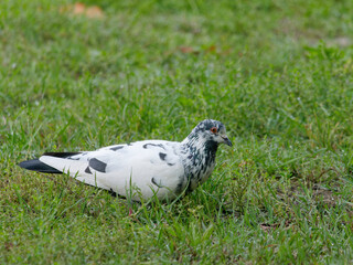 Close-up photo of a white pigeon walking on the grass	

