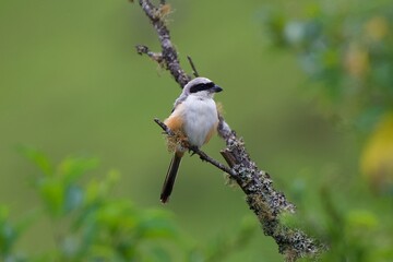 Long Tailed Shrike