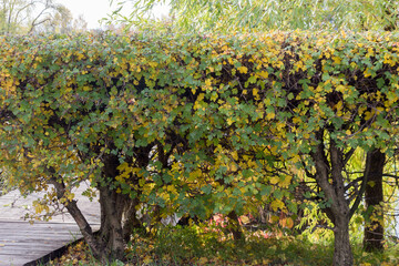 Fototapeta na wymiar Square-trimmed bushes of decorative hawthorn. Autumn view.